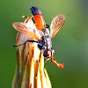 Tachinid Fly