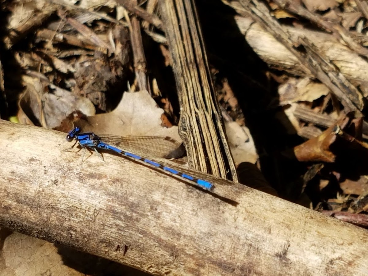 Libélula azul