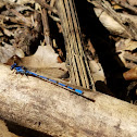 Libélula azul