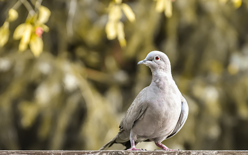 Gray pigeon