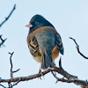 Dark-eyed Junco