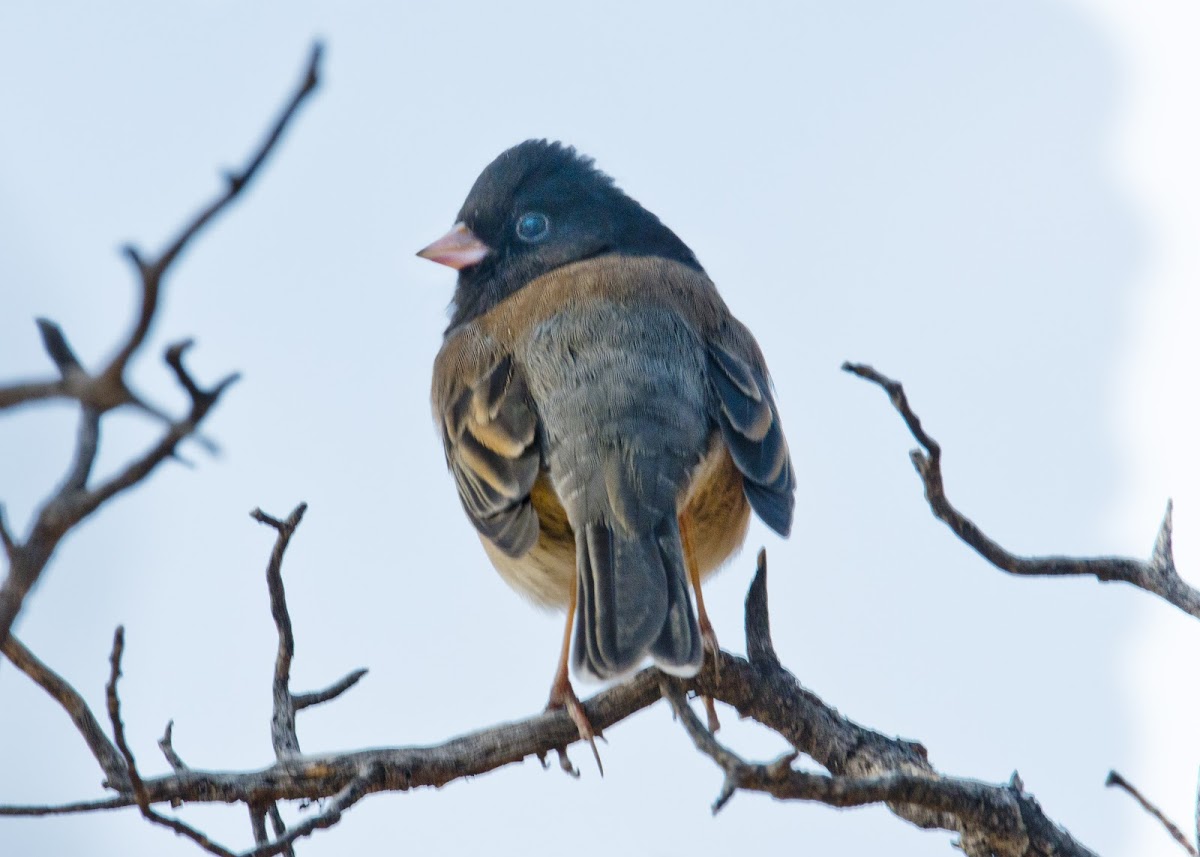 Dark-eyed Junco