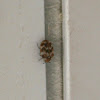 Varied Carpet Beetle