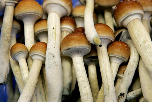 Magic mushrooms. File photo