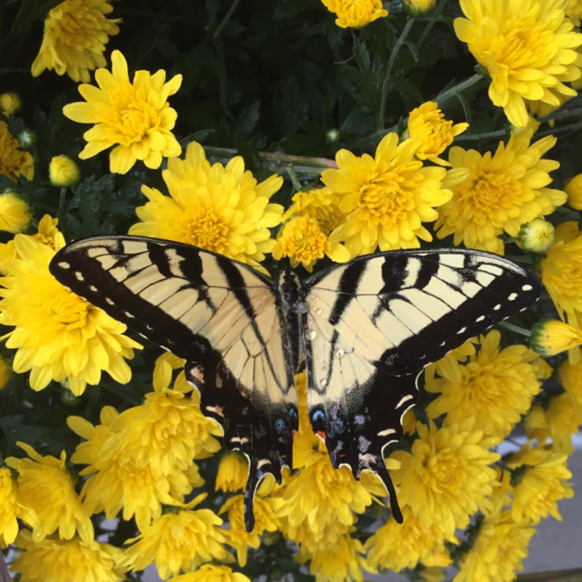 Eastern tiger swallowtail