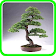 Dessins d'arbres bonsai icon