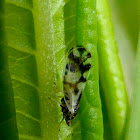 Psyllid