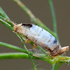 Black Swallowtail Caterpillar (Mummified Remains)