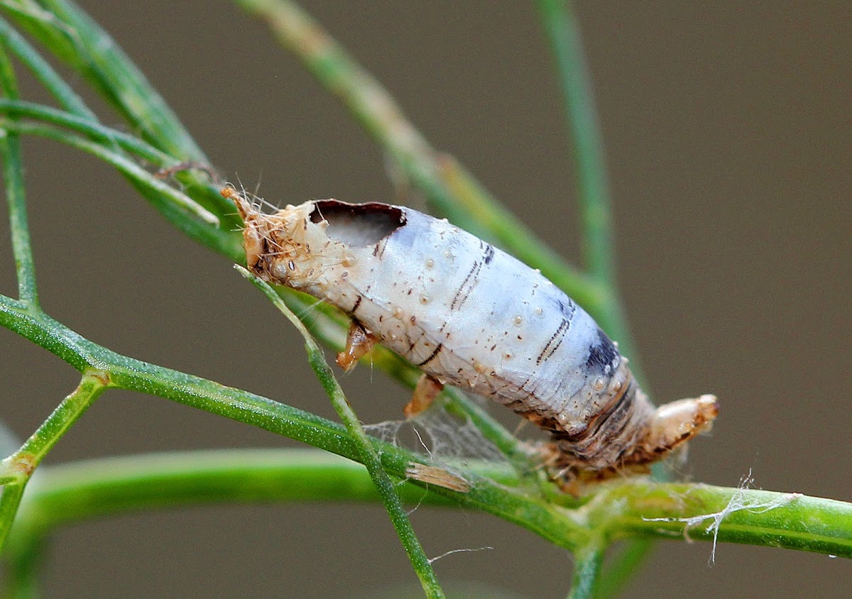 Black Swallowtail Caterpillar (Mummified Remains)