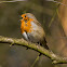 European Robin