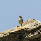 Rock Pipit