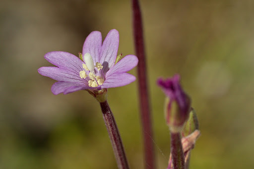 Epilobium obscurum