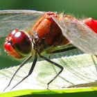 Ruddy Darter