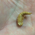 Super worm pupae