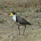 Masked Lapwing