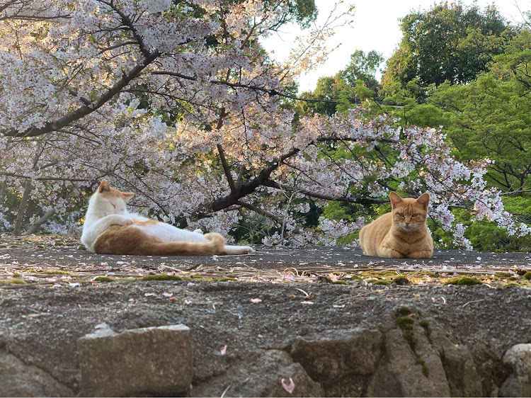 の投稿画像8枚目