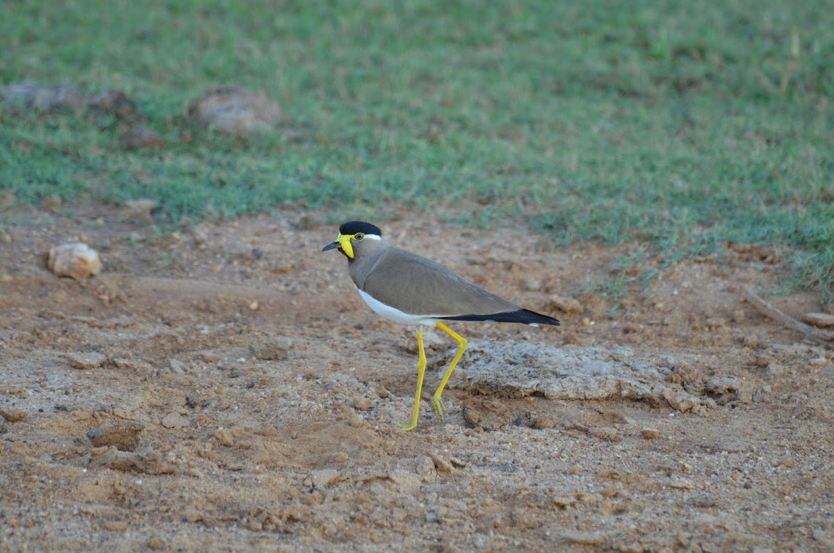 Yellow-wattled Lapwing