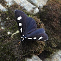 Two-spotted forester