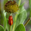 Atala pupa