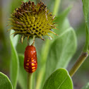 Atala pupa