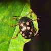 Calligraphy Leaf Beetle