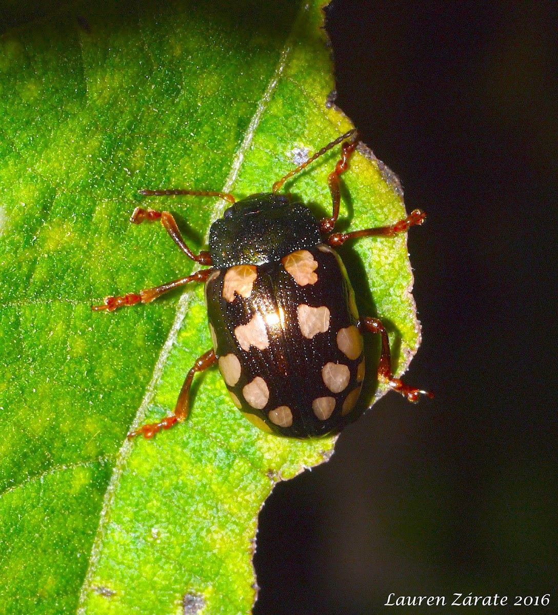 Calligraphy Leaf Beetle