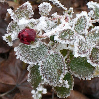 Rosa invernale di 