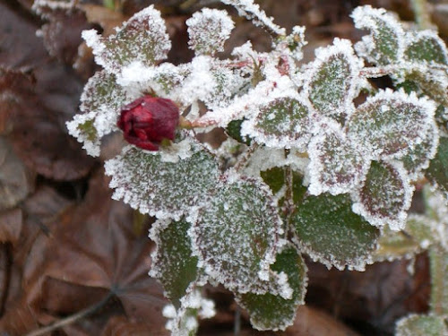 Rosa invernale di daniela