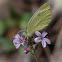 Small cabbage white