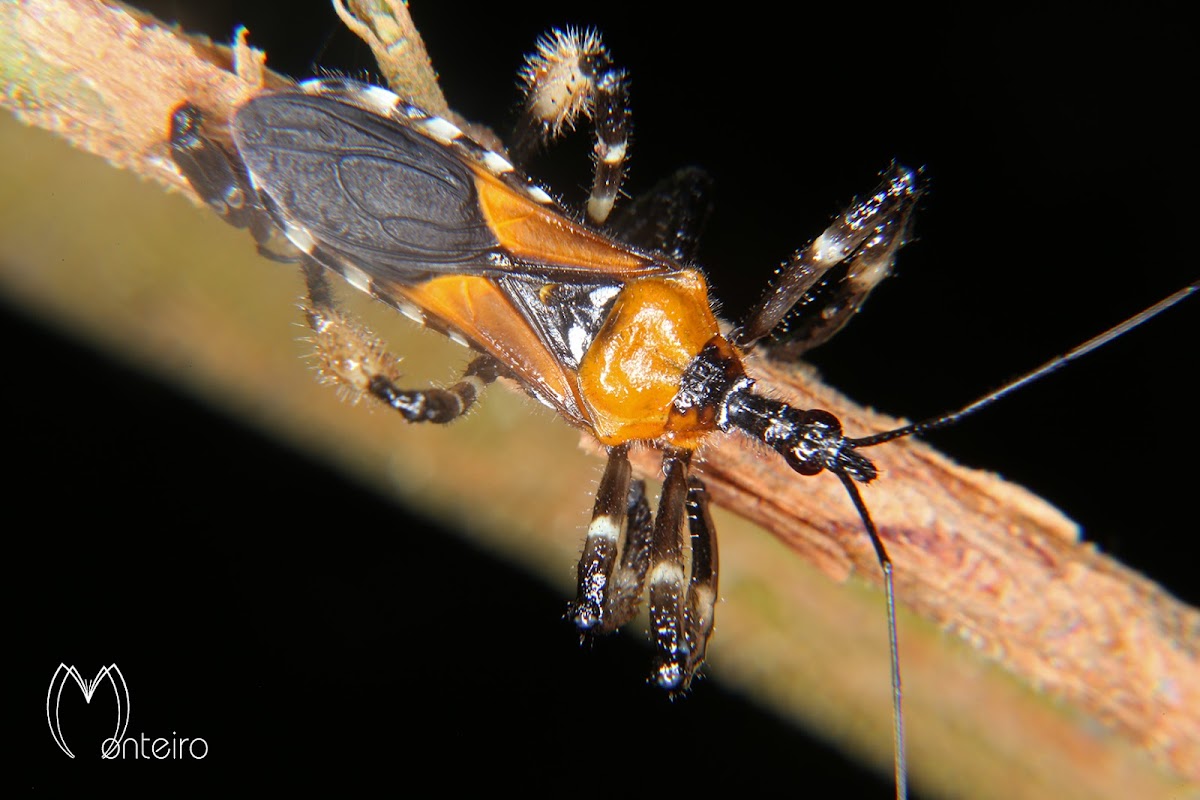 Assassin bug