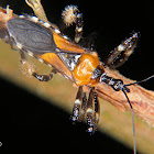 Assassin bug