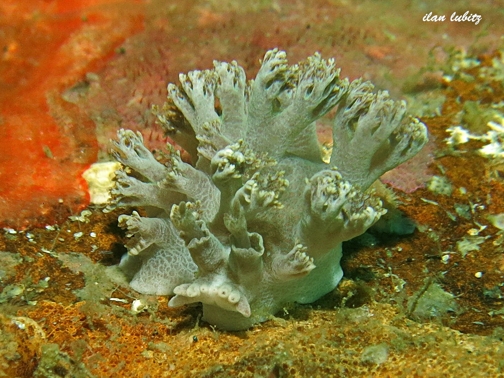 nudibranch