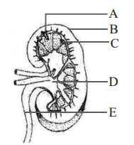 Human Excretory System