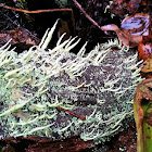 Fruticose lichen