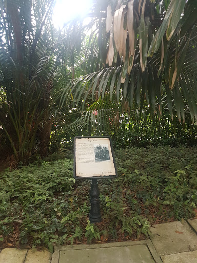 Iconic Tree - Sago Palm
