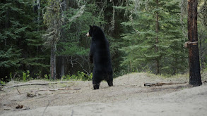 Barnett Black Bears thumbnail