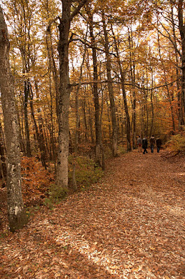 Passeggiata nel  bosco di mecch