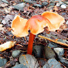 Fading Scarlet Waxy Cap