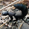 Devil's coach horse beetle