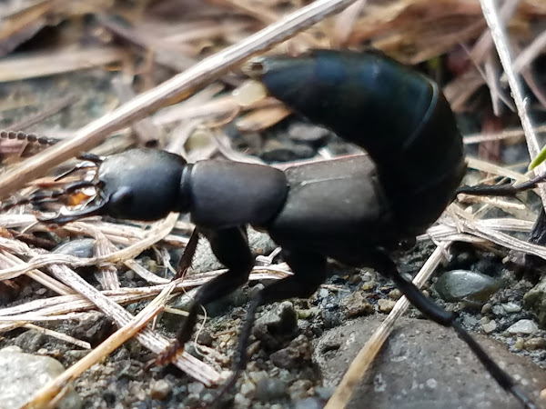 Devil's coach horse beetle | Project Noah