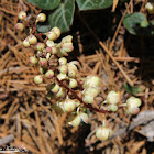 White Veined Wintergreen