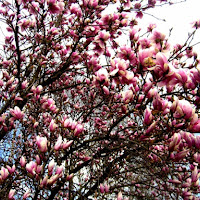 Un tuffo nella primavera... di 