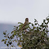 House Sparrow; Gorrión Común