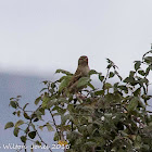 House Sparrow; Gorrión Común