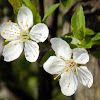 Blackthorn