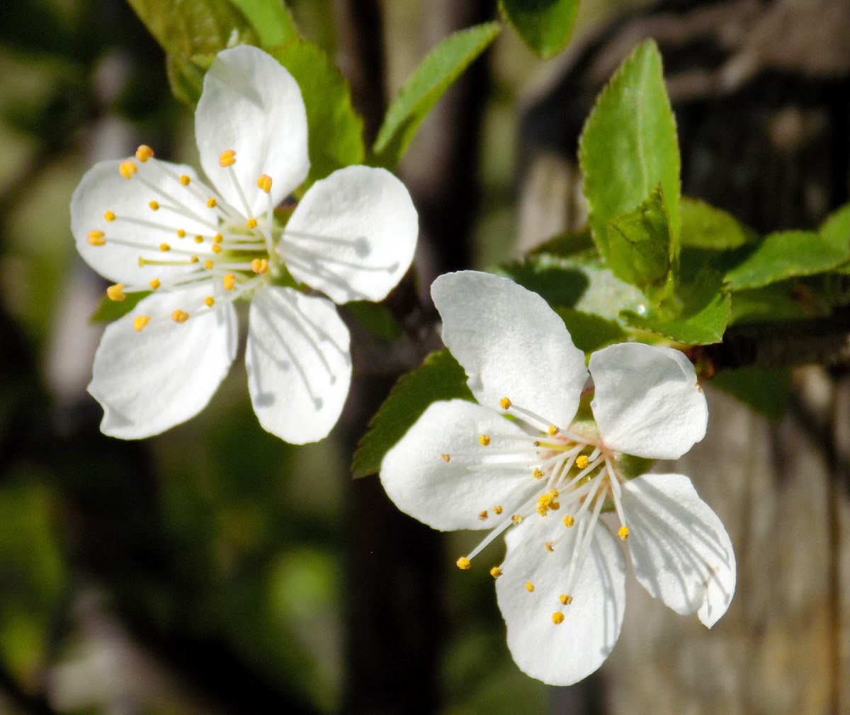 Blackthorn