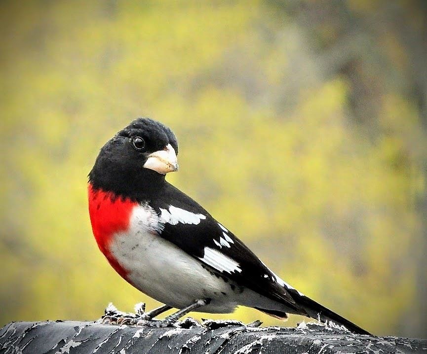 Rose-breasted grosbeak (male)