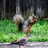 Eastern Fox Squirrel