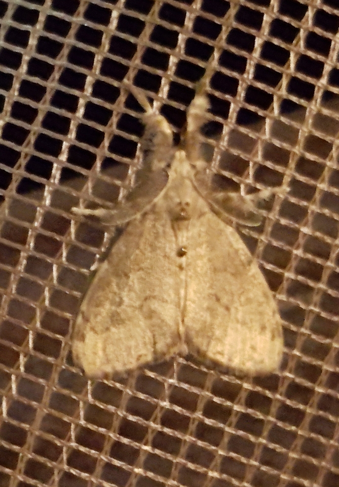 White-marked Tussock Moth