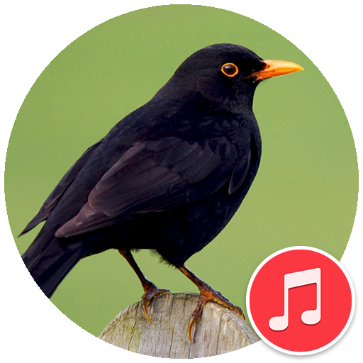 Blackbird animal Sounds